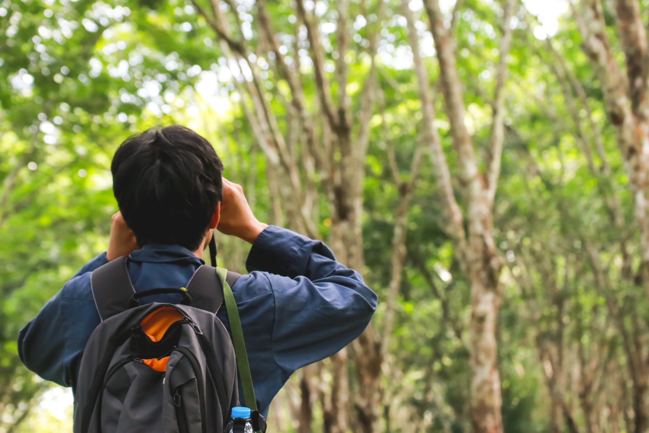 Person birdwatching with binoculars in a forest.