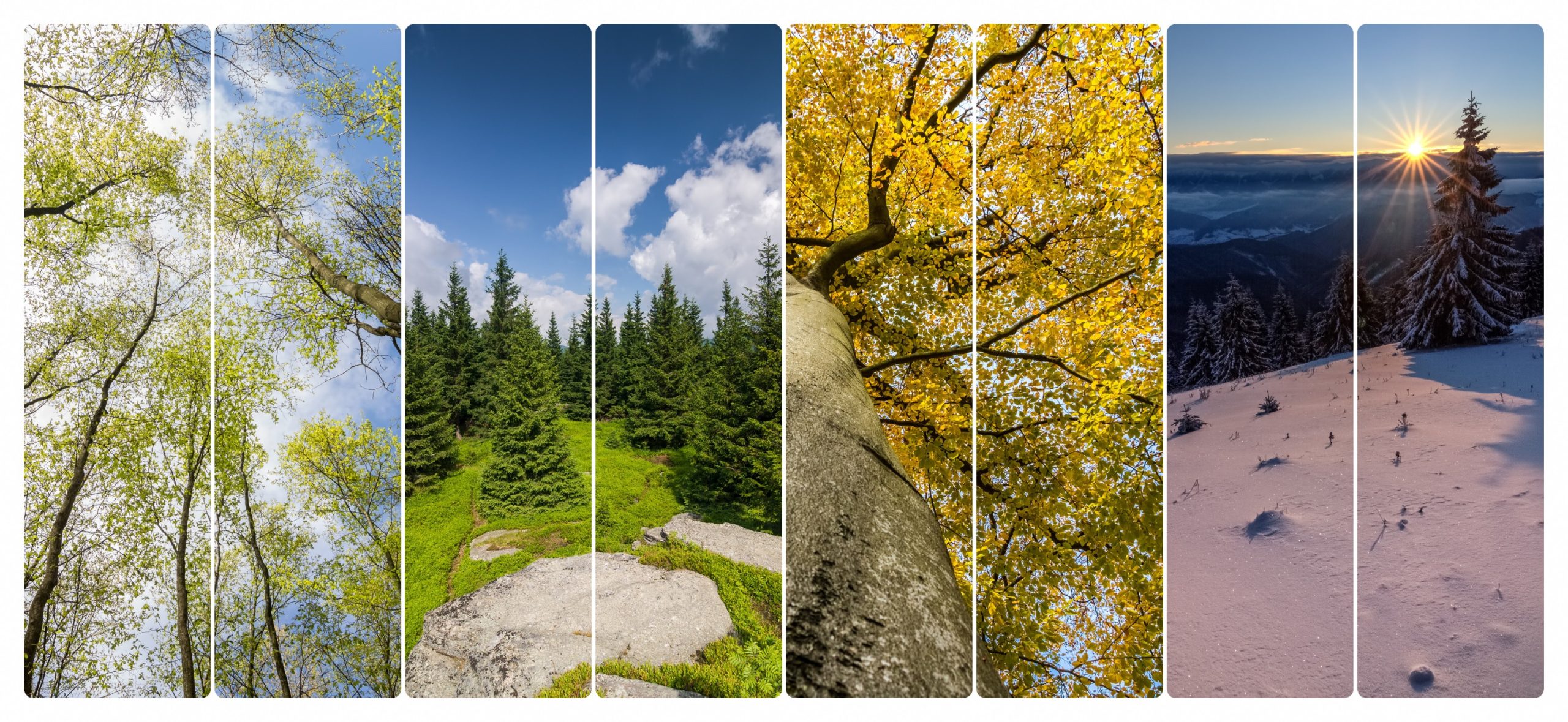Four seasons nature scene: spring, summer, fall, winter landscapes.