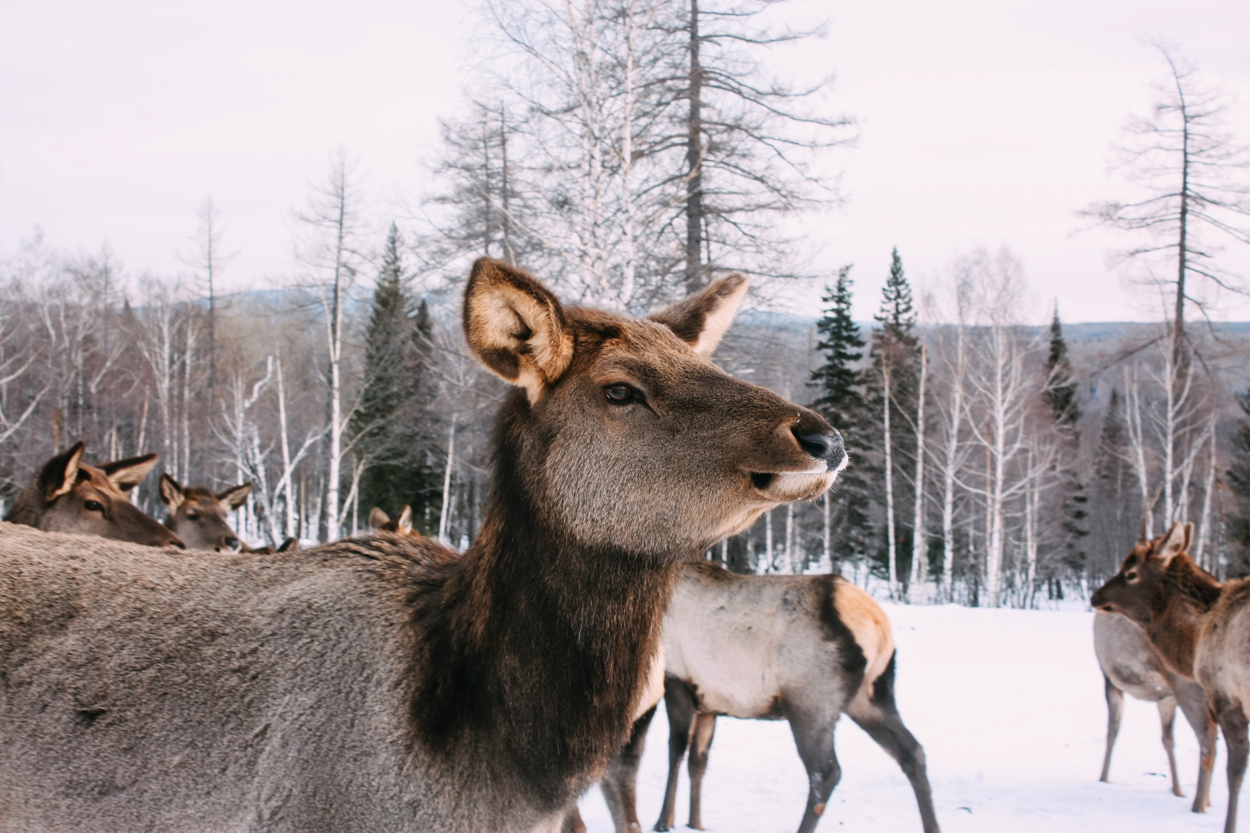 Portrait of majestic adult red deer in winter forest