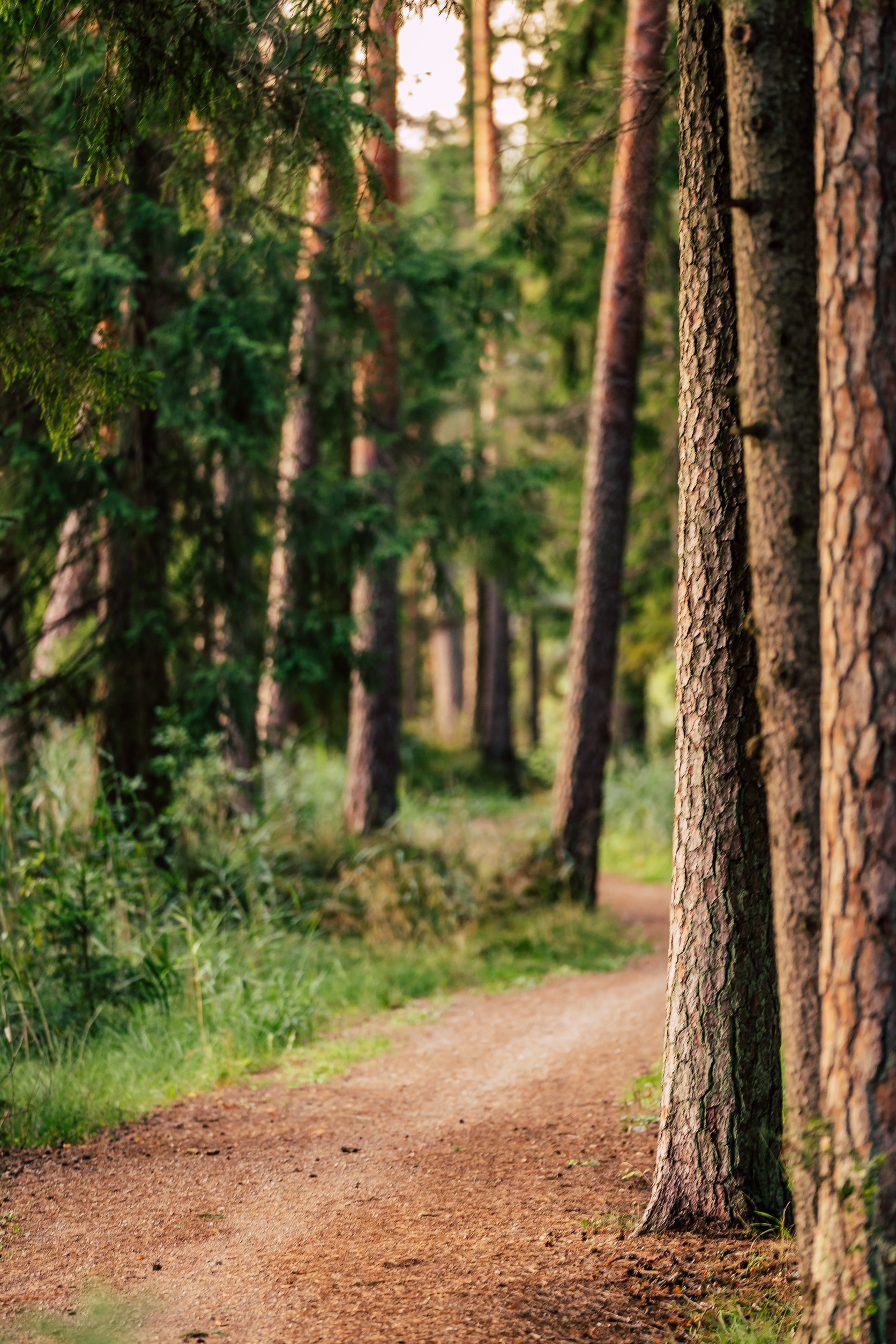 View of the Forest Road (Tourist Hiking Path), heading deeper in the Woods on the Sunny Summer Day, Image with Free Space for Text