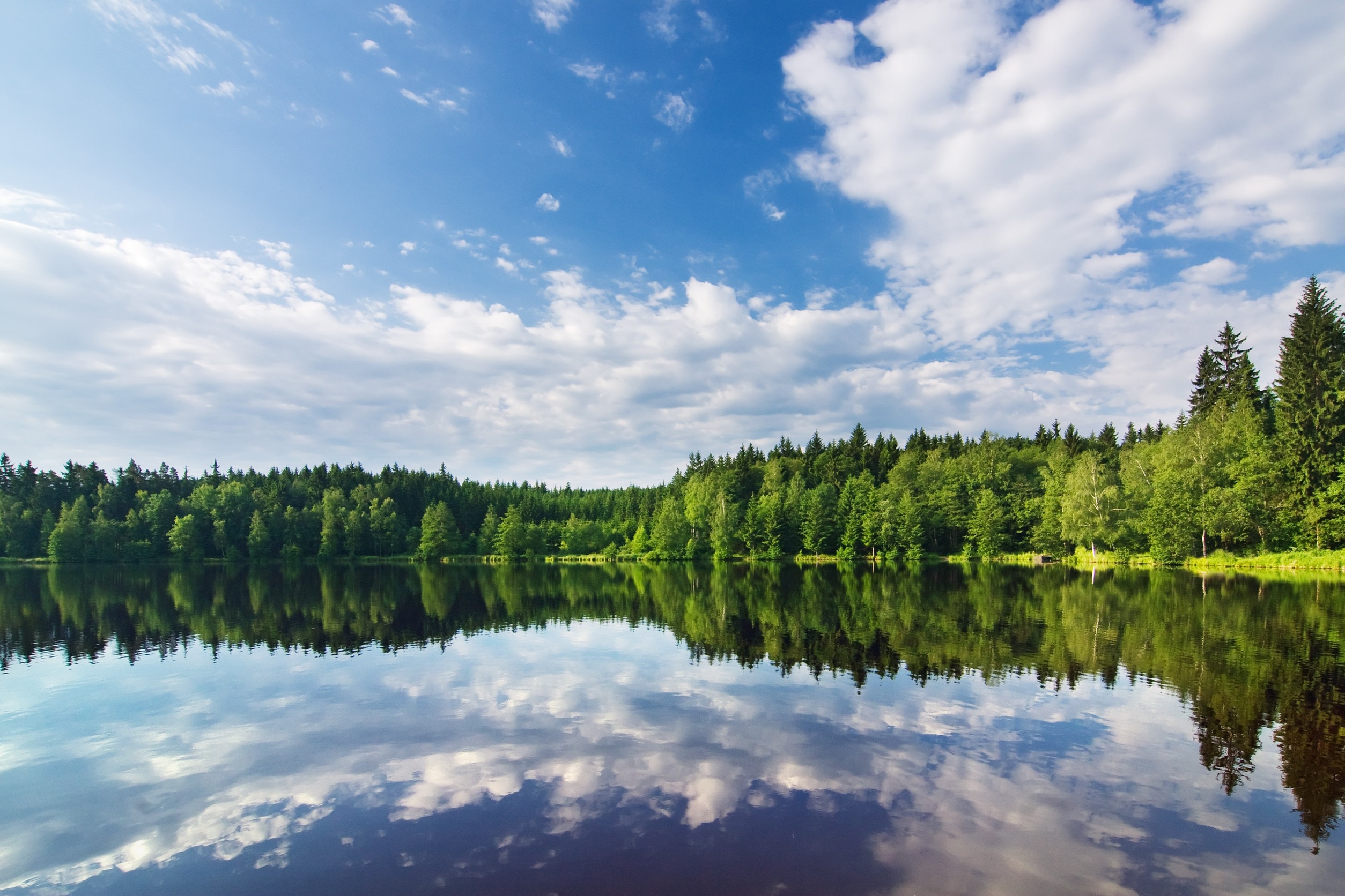 lake with trees